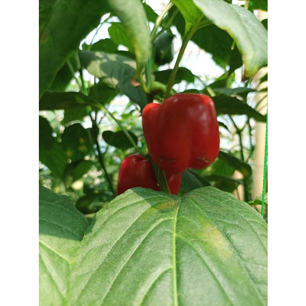 

cabe paprika