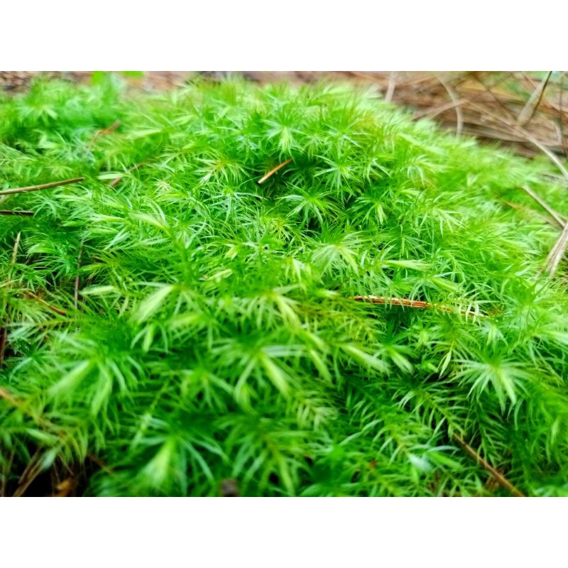 Moss darat marble //tanaman Aquascape