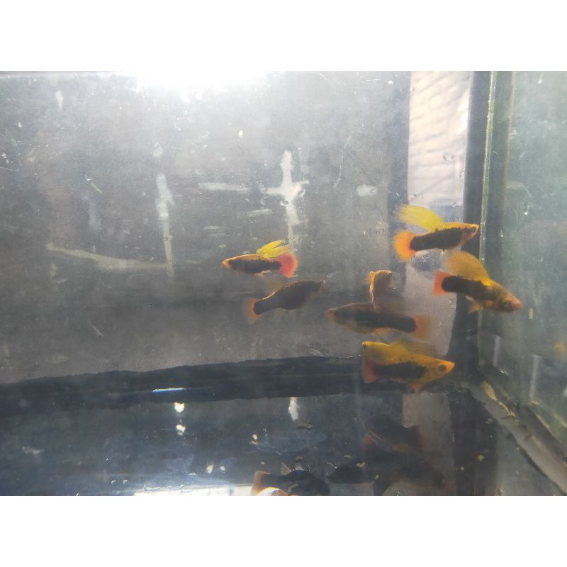 ikan hias Platy variatus cendrawasih high fin