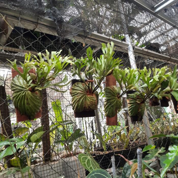 Terlaris Platycerium Ridleyi Tanaman Tanduk Rusa Unik Tinggal Tempel
