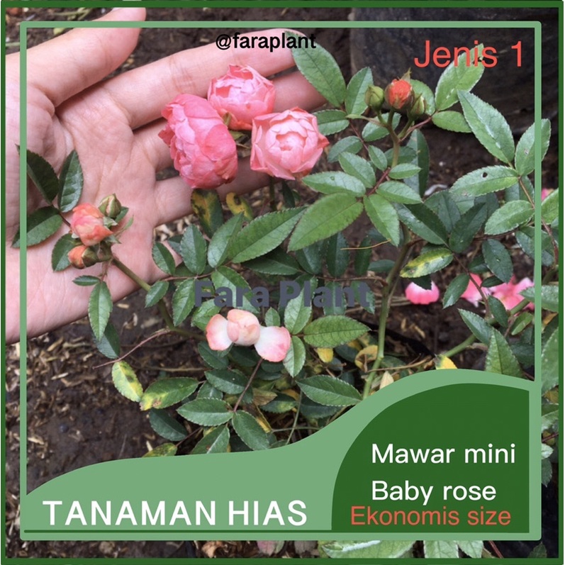 Mawar mini baby rose