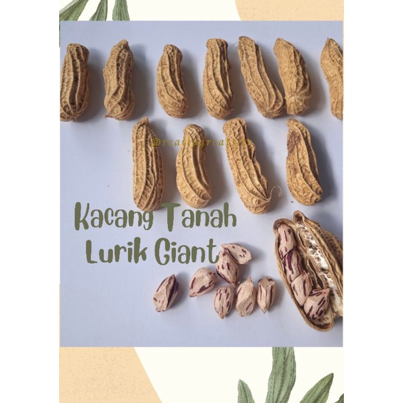 

Kacang Tanah lurik giant