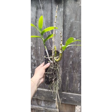 lineale papua jungle