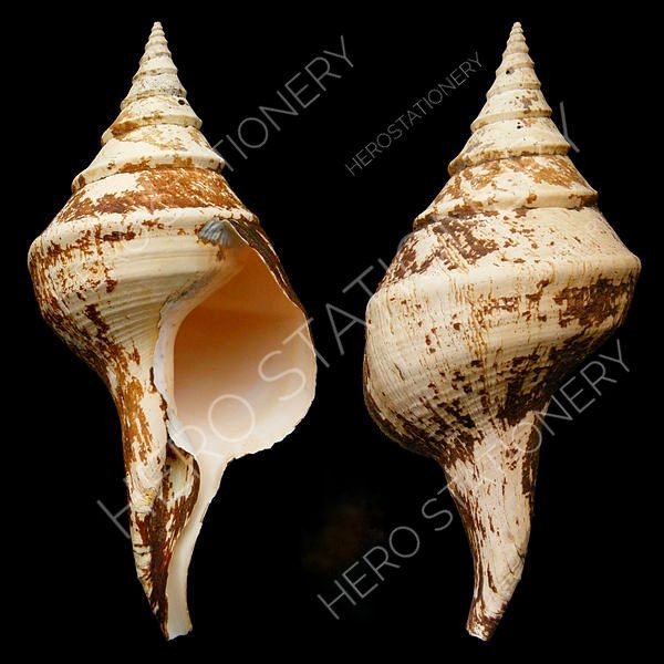 Cangkang shell rumah keong siput terompet besar Syrinx aruana