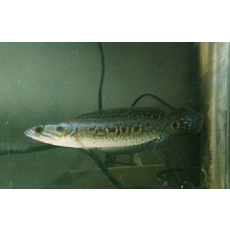 Peralatan Baby Pleuro pleuropthalma