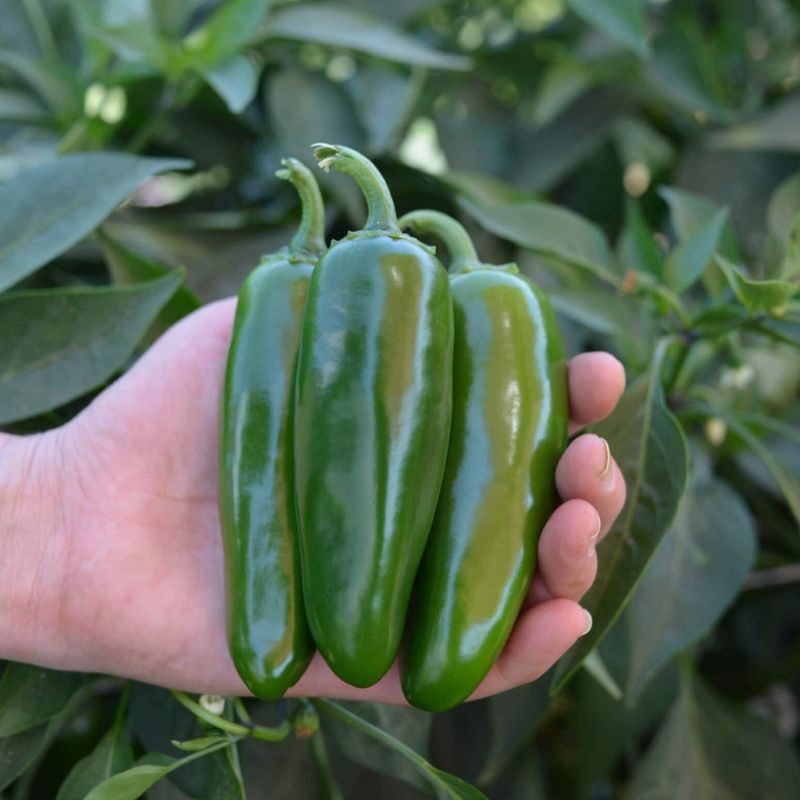 Benih Cabe JALAPENO Fanatic F1 Buah Silindris - Bibit Sayuran