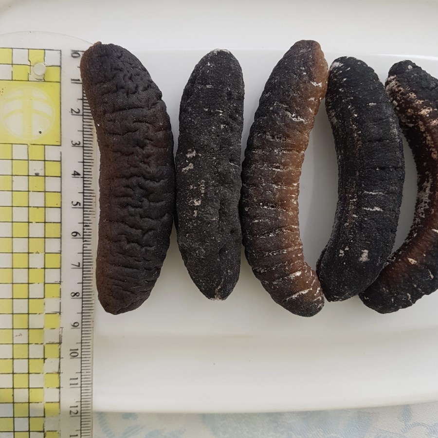 

teripang gosok Kering haisom isi 40an / kg MURAH BANGET