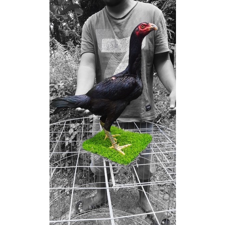 Blackrose x aseel pakistan brakot brutal - betina full brakot - babon brakot brutal - babon pakhoy -