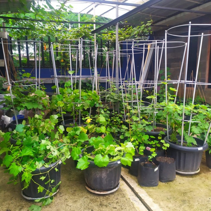 Terlaris Tiang Rambatan Tanaman Anggur Tabulampot Alumunium 150Cm