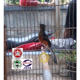 Murai Trotol Jantan Double Ring Apbn Dan Bnr + Sertifikat Asli Yayasan