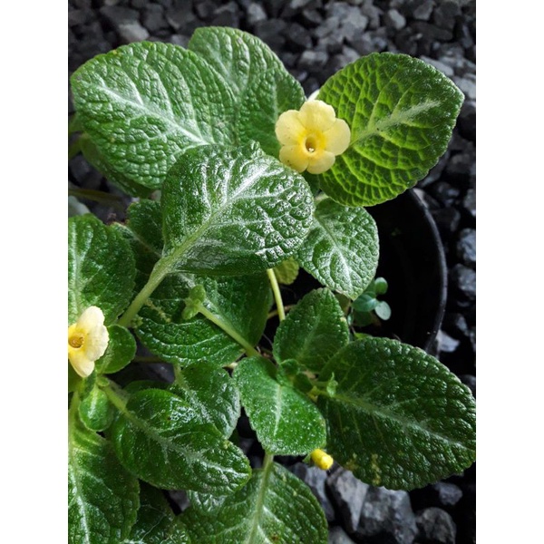 Episcia import Monet bunga kuning / episcia monet / episcia bunga kuning