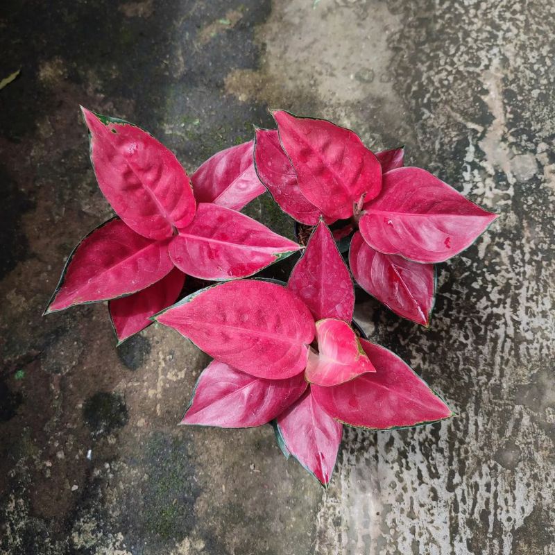 aglonema suksom dewasa suksom red