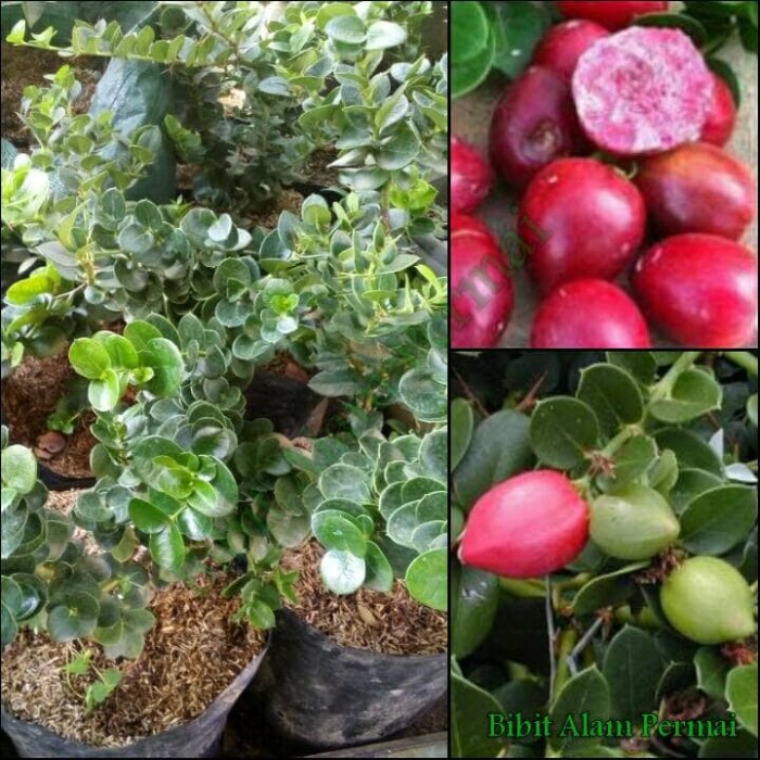 Terlaris Bibit Tanaman Buah atau Bahan Bonsai Natal Plum NNN