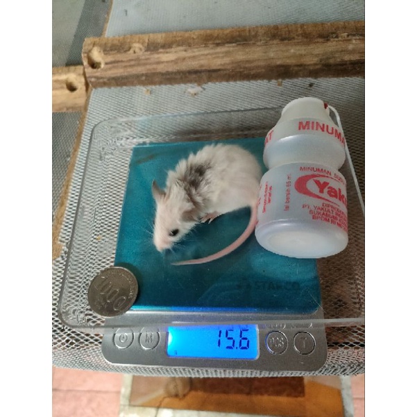 ASF jumper ASF small medium African soft Fur 15 - 20 gram