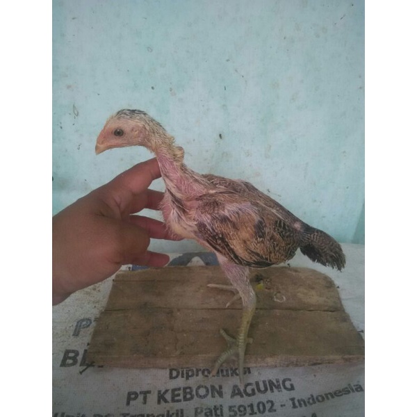 Bok Tempat Isi Anakan Ayam Shamo Brazilian Trah jawara Tulangan Super