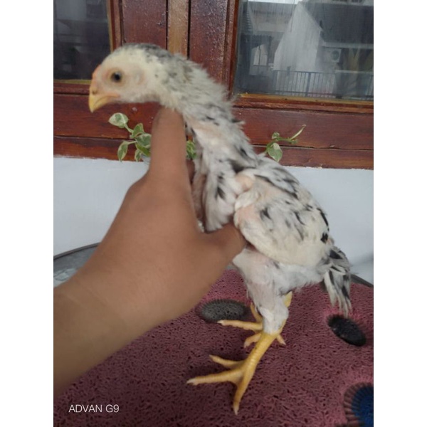 shamo Box Tempat pengiriman Bonus Anakan Shamo Eropa