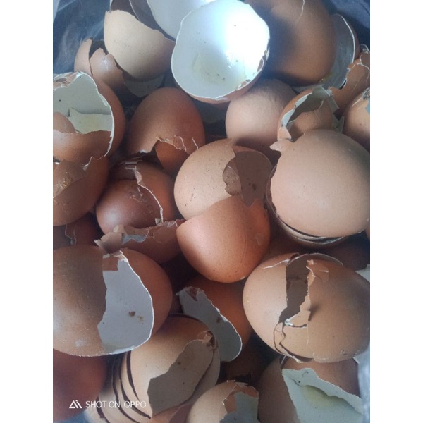 cangkang Telur Murah/Cangkang telur(250gram)