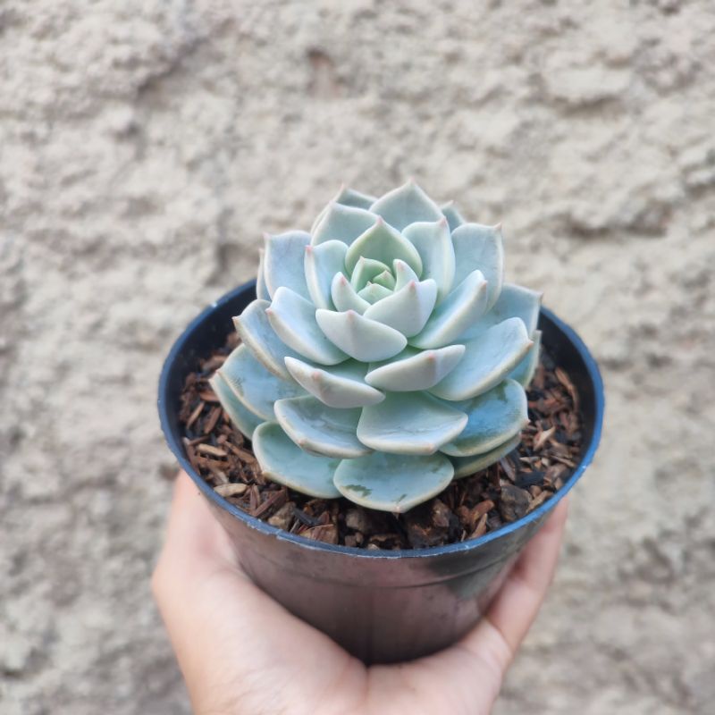 Graptoveria Titubans | DP 10cm | Sukulen