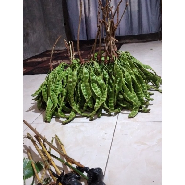 

PETE SEGAR 3 PAPAN