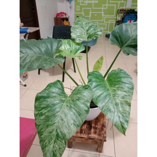 Pilodendron giganteum variegata