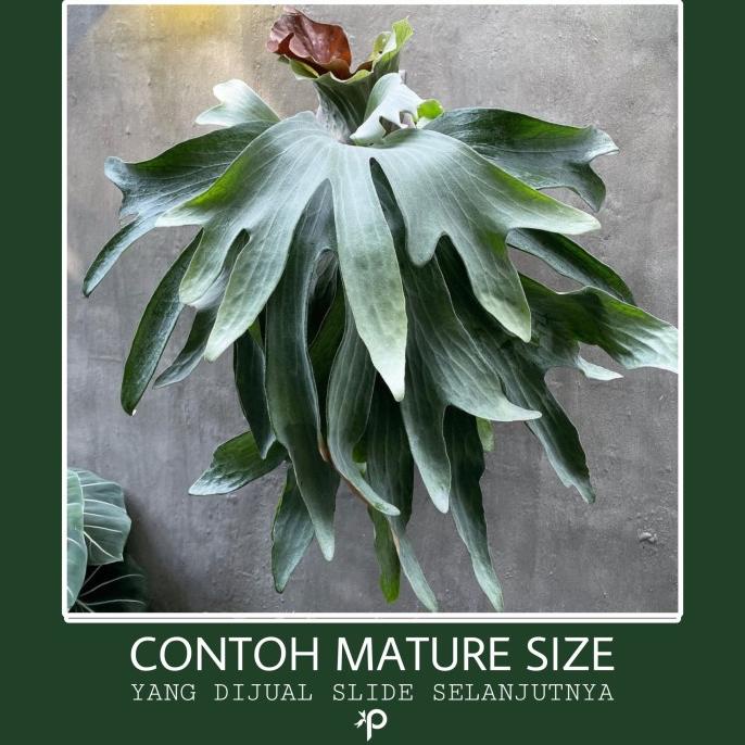 <<<<<] Platycerium Fullmoon Hybrid