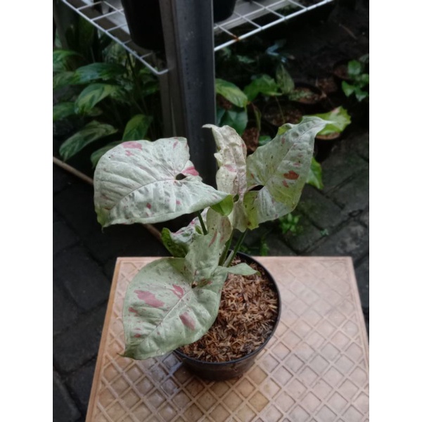 Syngonium milk confetti