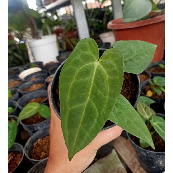 anthurium hybrid & anthurium hybrid x clarinervium