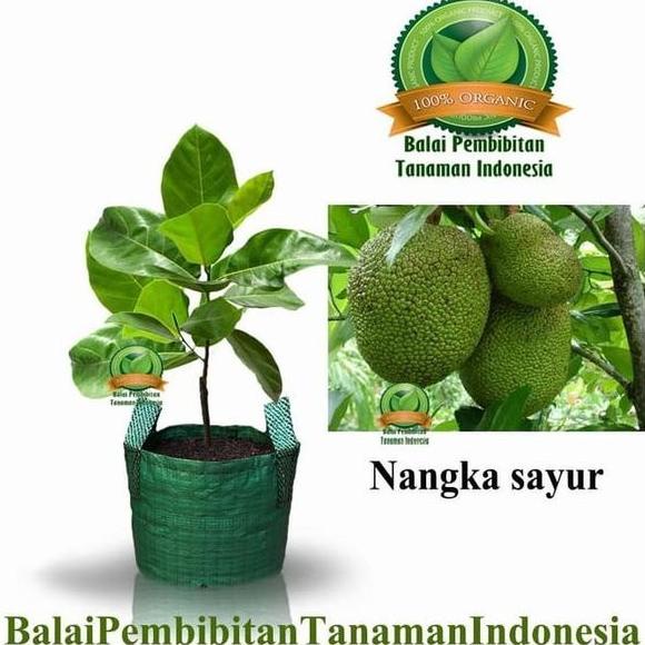 Pky Bibit Nangka Sayur Bibit Buah Tanaman G3P SB11 TO0P