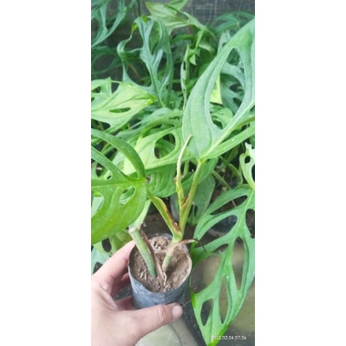 BIBIT JANDA BOLONG SIAP TANAM SUPER