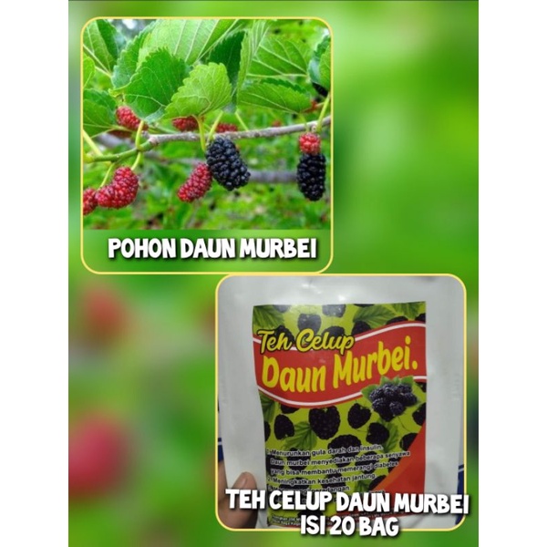 

TEH HERBAL DAUN MURBEI ISI 20 BAG