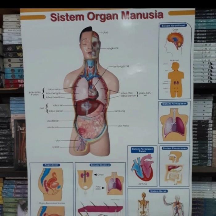 

Carta Sistem Organ Manusia // Poster Sistem Organ Manusia Kualitas Terbaik