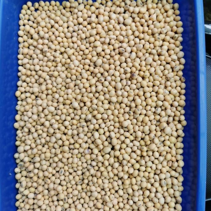 

Promo Kacang Kedelai Amerika Super Bersih 1krg 25kg