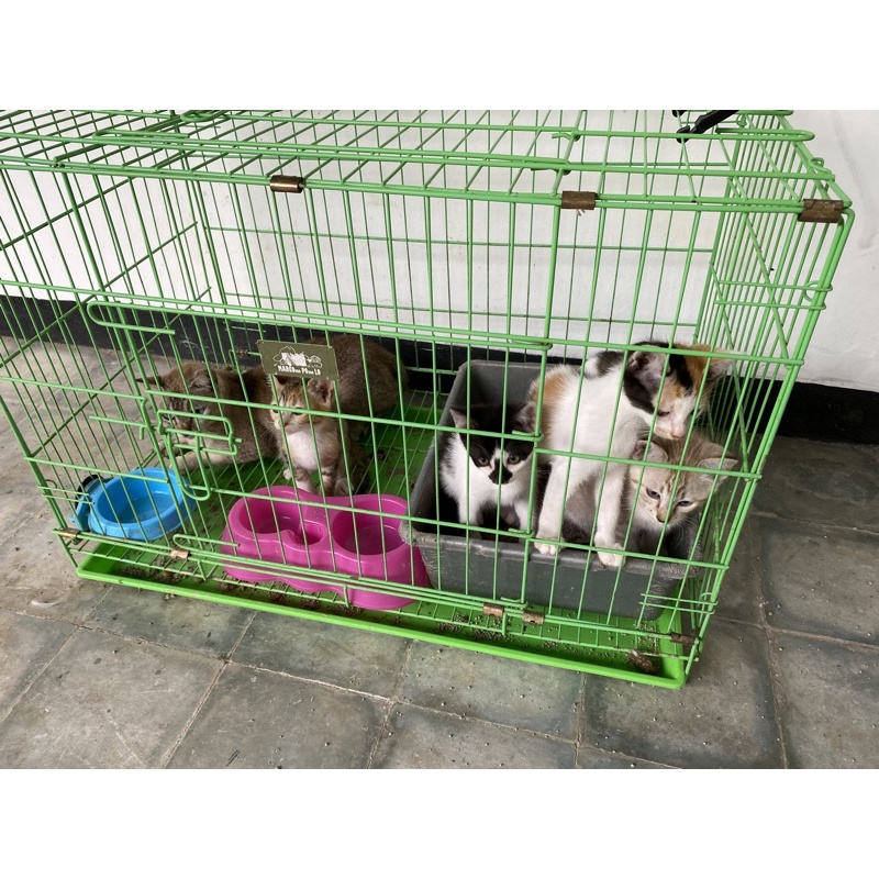 Bantuan steril kucing liar