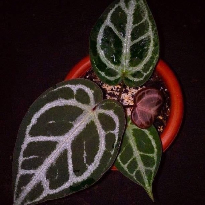 Promo Anthurium Red Crystallinum Terlaris