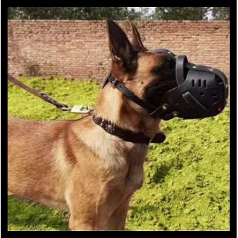 Leather Dog Muzzle Brongsong Brangus Anjing Kulit No Collar Leash