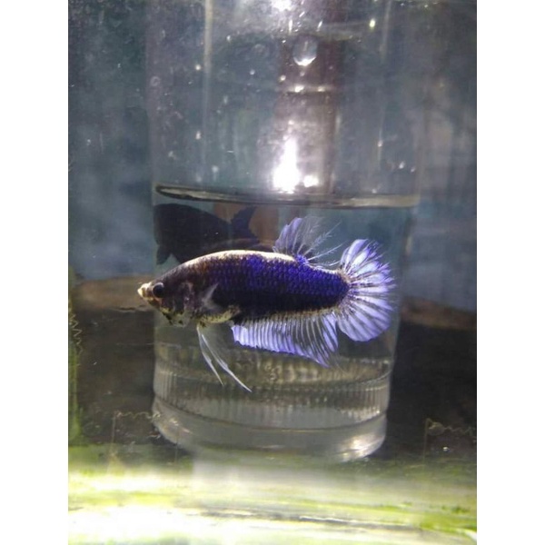 cupang adu (ghost fighter)