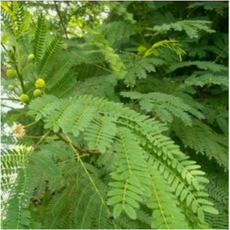 Daun Petai Cina / Lamtoro fresh herbal / tanamam obat