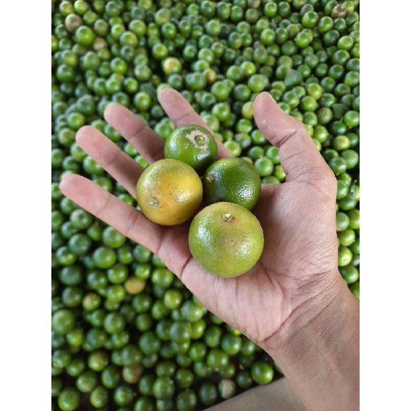 

JERUK SONKIT MURAH 1 KG / KASTURI / LEMONCUI / KUNCI