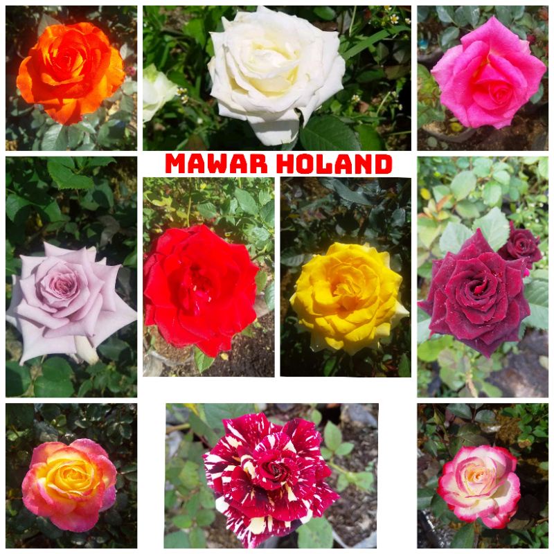 paket mawar holand 10 pohon bunga besar