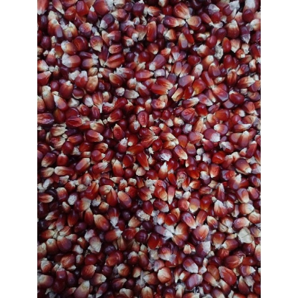 

Jagung Manggis untuk burung dara