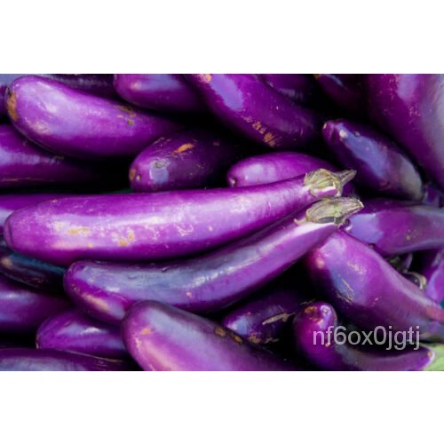 

!็Pengiriman Termasuk 400์นดม,ุ เBenihEGGPLANT!AmerikaัลPenjual Non-gm ธGratis พ+Ungu Panjang- KS