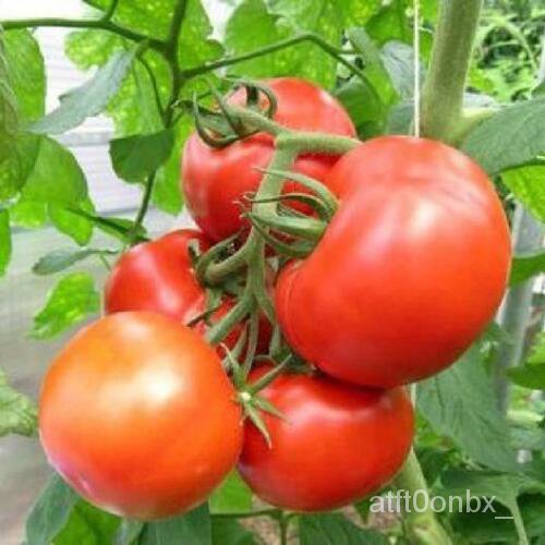 

Heirloomธ ุ 100sRutgerดAmerika ลัน์Tamanม’Tomat Sayur Tomatเพ็Segar +Benih GOOL