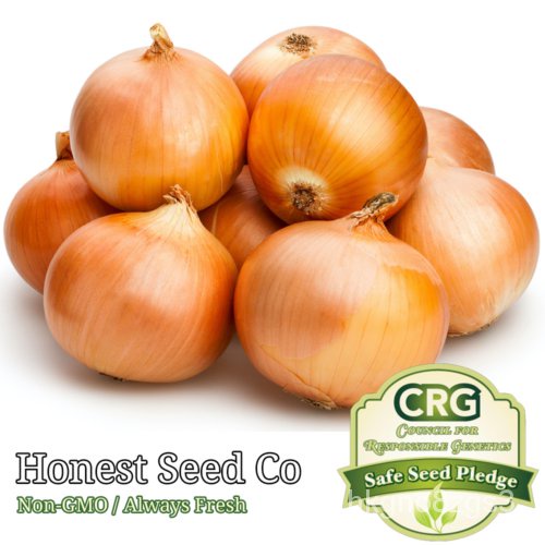 

์ัSegar เ Pusakaุพ|Benihน Non-transgene |ธลBawang Kuningด|Biji Manisม Garden USA็ CQ5L