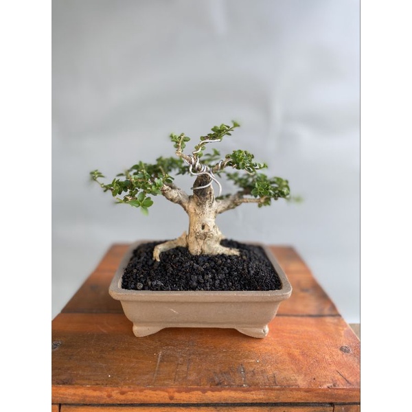 Bonsai Sancang siap pajang