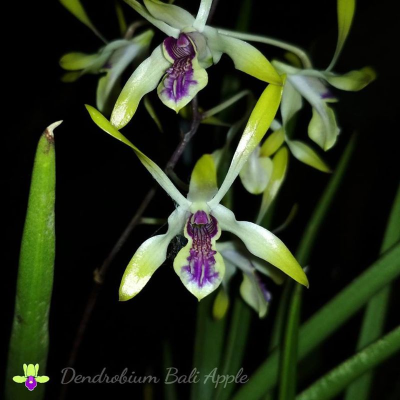 Dendrobium bali aplle/Anggrek bali apel