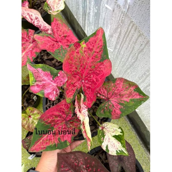 CALADIUM ASONGKAI ~ Keladi Asongkai Thailand series