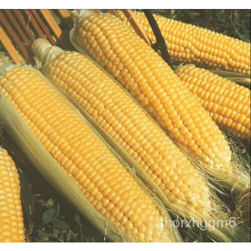 

100+Pengecek Pengiriman GratisGoldenพเม็ุTransgene90%ั น์Jagung Manis ธลดBenih BantamBenih DBPR