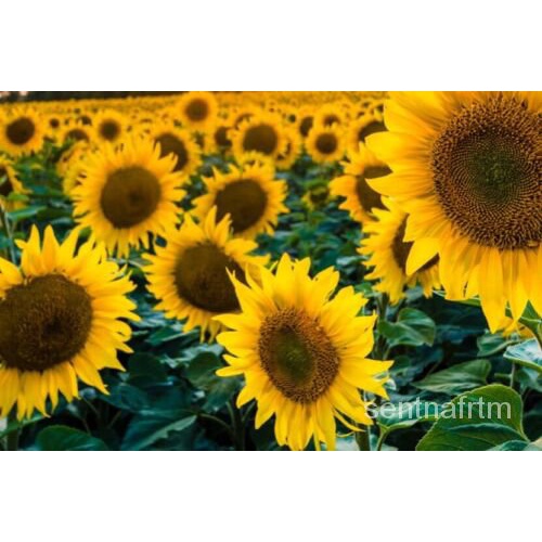 

็์Benih-ธPengirimanพัSunflower USA ลMinyak Hitamมนุ25Pusakaดเ MJND