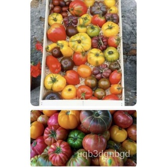 

Benih็นมพด์BukaHEIRLOOMธNon-transgene50Aroma Cerahเ ุSpesies Campuran Serbuk Tomat ัPencampuranลBeni