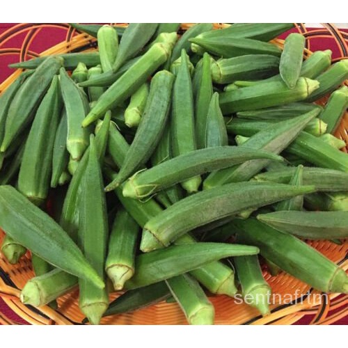 

OkraพOkra ุBenih ์ ็Sayuranล+50 เมนธTaman Benih Zamrud Amerika Segarดั K1AL
